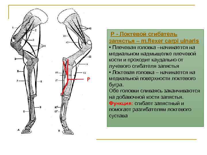 P - Локтевой сгибатель запястья – m. flexer carpi ulnaris • Плечевая головка –начинается