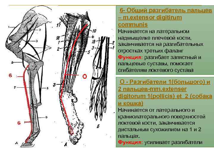 6 - Общий разгибатель пальцев – m. extensor digitirum communis Начинается на латеральном надмыщелке