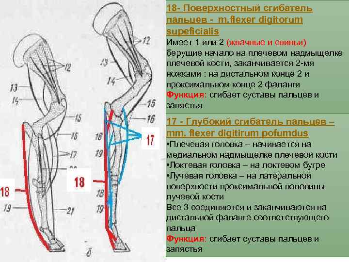 18 - Поверхностный сгибатель пальцев - m. flexer digitorum supeficialis Имеет 1 или 2