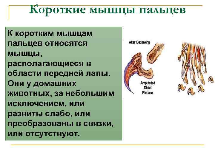 Короткие мышцы пальцев К коротким мышцам пальцев относятся мышцы, располагающиеся в области передней лапы.