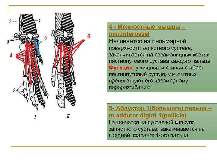 4 - Межкостные мышцы – mm. interossei Начинается на пальмарной поверхности запястного сустава, заканчивается