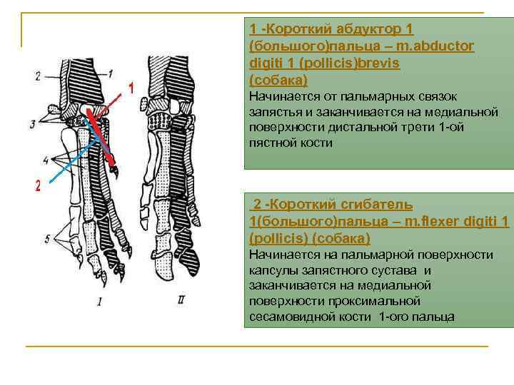 1 -Короткий абдуктор 1 (большого)пальца – m. abductor digiti 1 (pollicis)brevis (собака) Начинается от