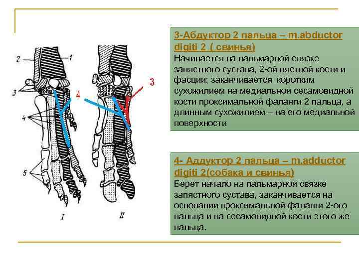 3 -Абдуктор 2 пальца – m. abductor digiti 2 ( свинья) Начинается на пальмарной