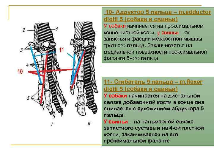 Мышцы аддукторы