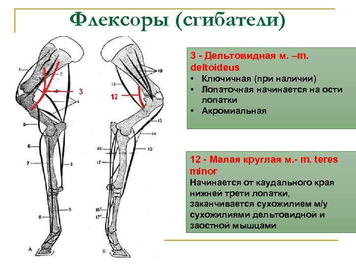 Флексоры (сгибатели) 3 - Дельтовидная м. –m. deltoideus • Ключичная (при наличии) • Лопаточная