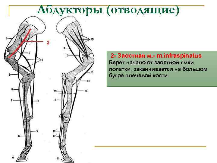 Абдукторы (отводящие) 2 - Заостная м. - m. infraspinatus Берет начало от заостной ямки