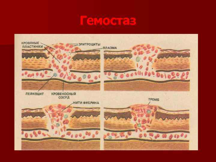 Система гемостаза презентация