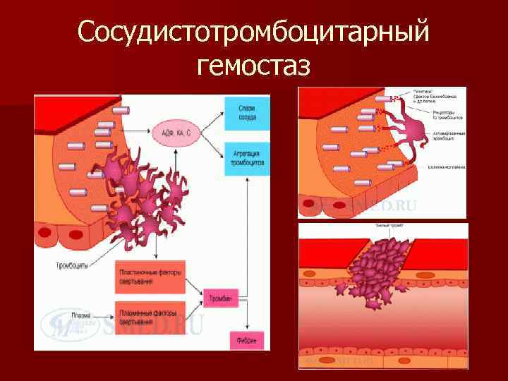 Сосудистотромбоцитарный гемостаз 