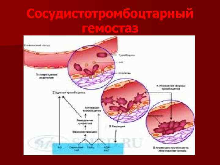 Сосудистотромбоцтарный гемостаз 