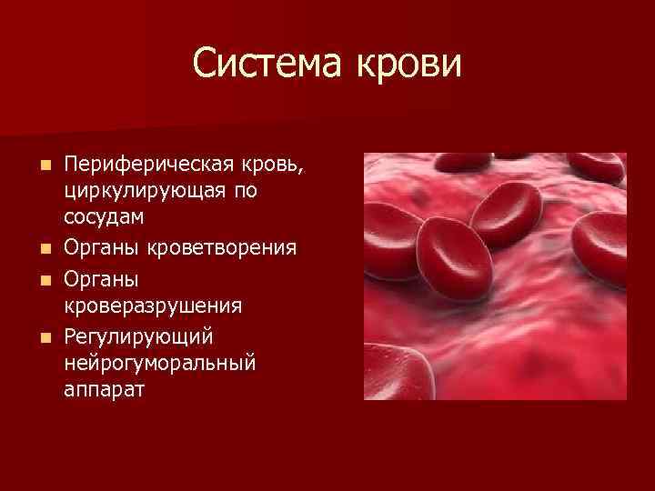 Система крови картинки