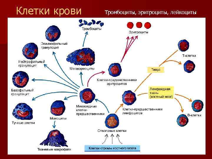 Клетки крови Тромбоциты, эритроциты, лейкоциты 