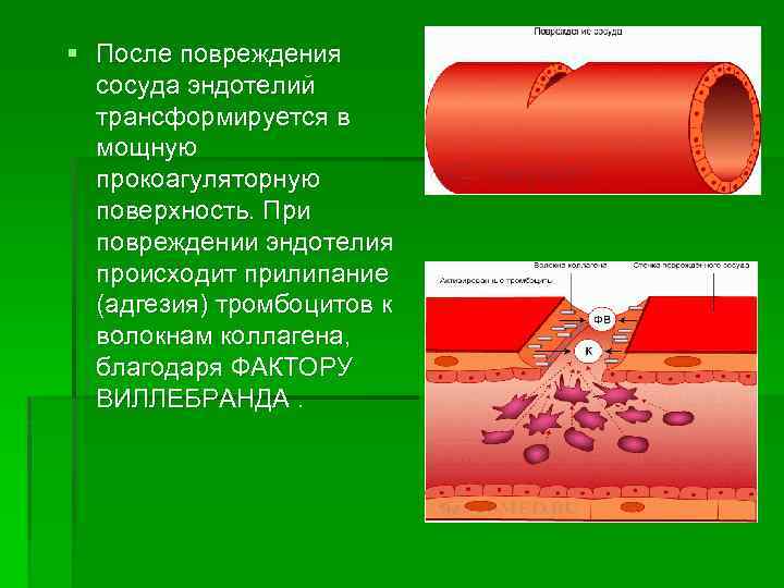 Разрыв кровеносного сосуда. Строение эндотелия сосудов. Ковид эндотелий.