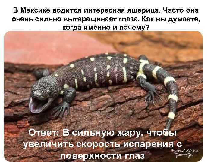 В Мексике водится интересная ящерица. Часто она очень сильно вытаращивает глаза. Как вы думаете,