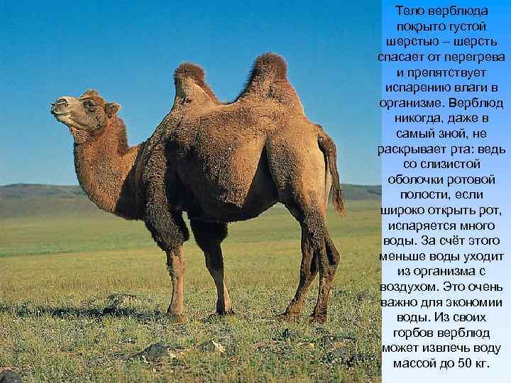 Тело верблюда покрыто густой шерстью – шерсть спасает от перегрева и препятствует испарению влаги