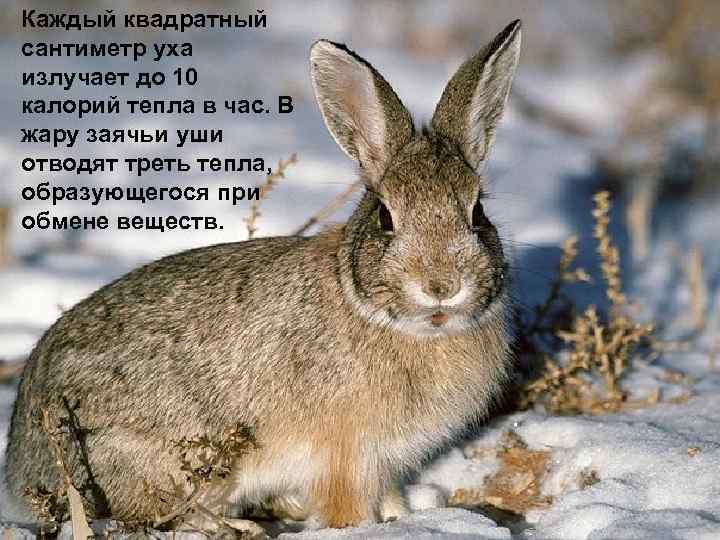 Каждый квадратный сантиметр уха излучает до 10 калорий тепла в час. В жару заячьи