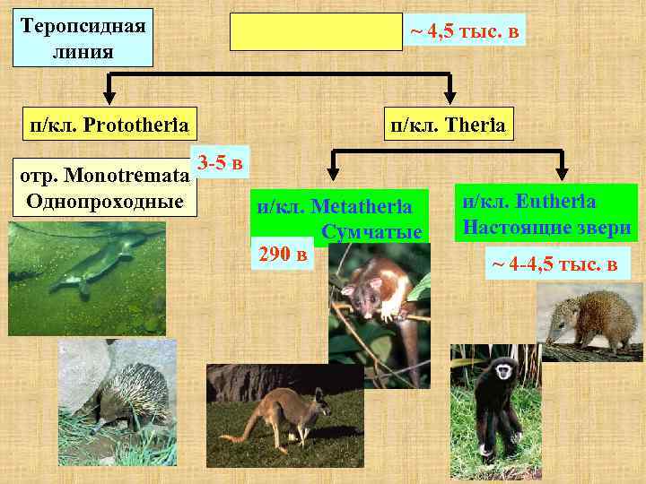 Теропсидная линия ~ 4, 5 тыс. в п/кл. Prototheria отр. Monotremata Однопроходные п/кл. Theria