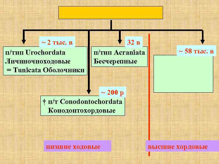 ~ 2 тыс. в п/тип Urochordata Личиночноходовые = Tunicata Оболочники 32 в п/тип Acraniata