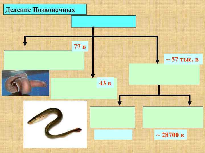 Деление Позвоночных 77 в ~ 57 тыс. в 43 в ~ 28700 в 