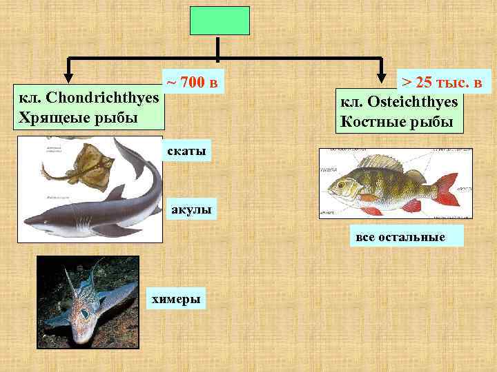 кл. Chondrichthyes Хрящеые рыбы ~ 700 в > 25 тыс. в кл. Osteichthyes Костные