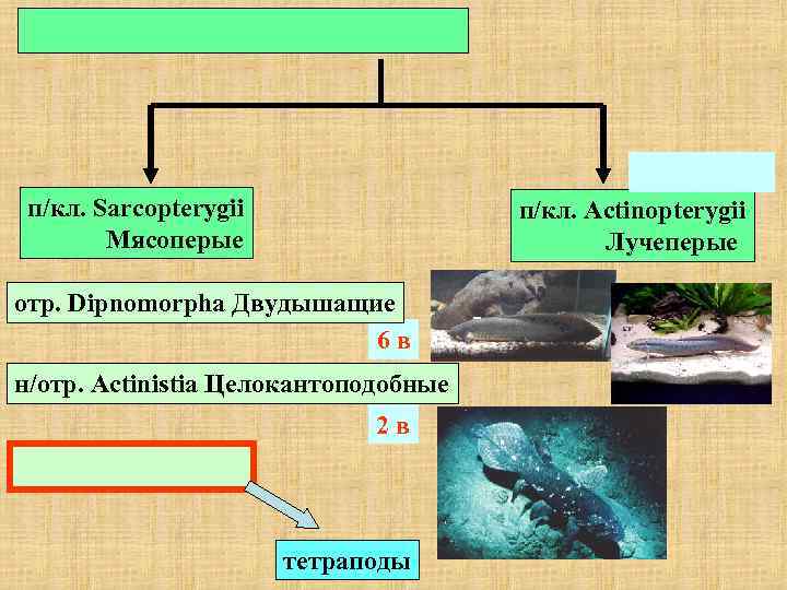 п/кл. Sarcopterygii Мясоперые п/кл. Actinopterygii Лучеперые отр. Dipnomorpha Двудышащие 6 в н/отр. Actinistia Целокантоподобные
