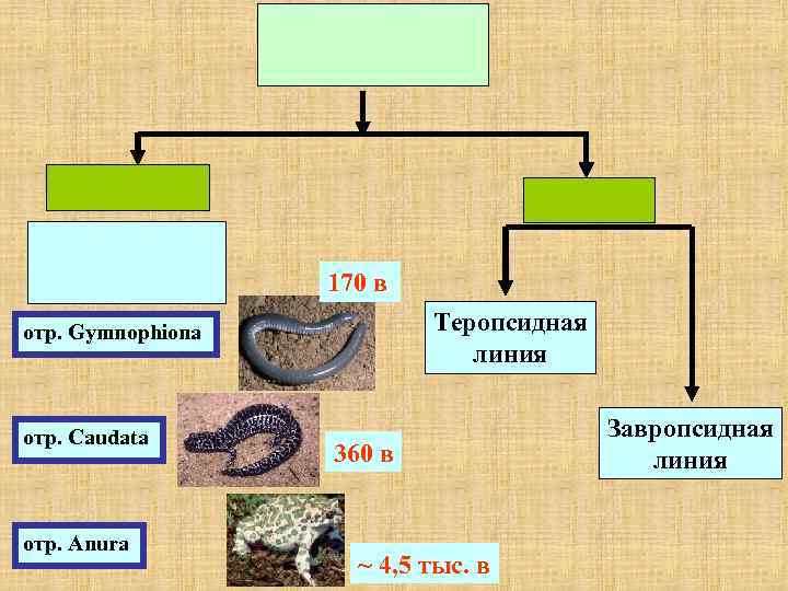 170 в Теропсидная линия отр. Gymnophiona отр. Caudata отр. Anura 360 в ~ 4,
