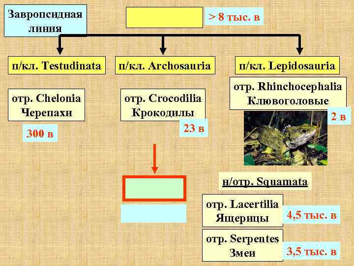 Завропсидная линия п/кл. Testudinata отр. Chelonia Черепахи 300 в > 8 тыс. в п/кл.