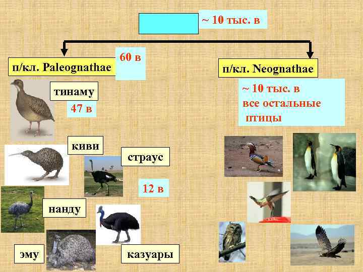 ~ 10 тыс. в п/кл. Paleognathae 60 в п/кл. Neognathae ~ 10 тыс. в