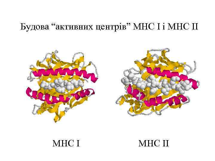 Будова “активних центрів” МНС І і МНС ІІ 