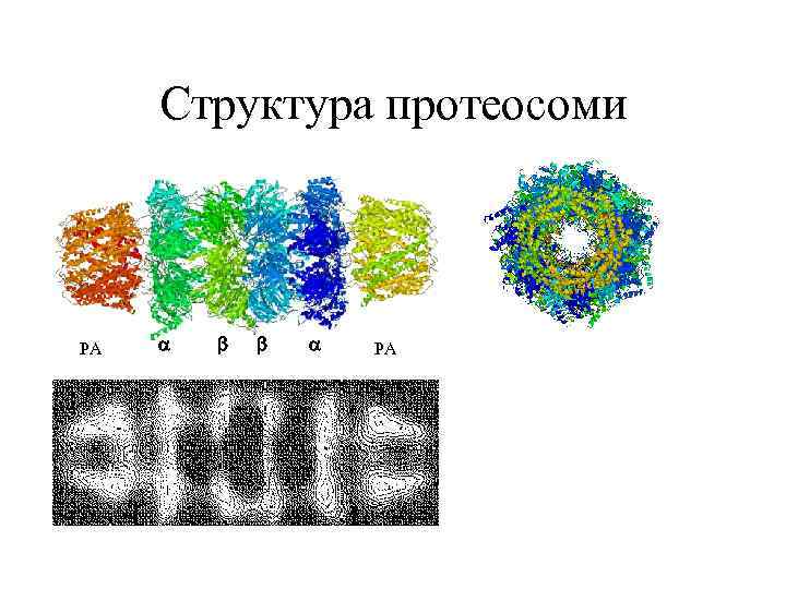  Структура протеосоми РА 