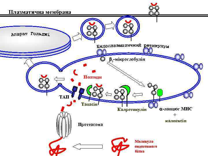 Плазматична мембрана 2 -мікроглобулін Пептиди ТАП Тапасін Калретикулін -ланцюг МНС + калнексін Протеасома Молекула