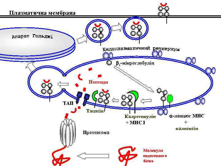 Плазматична мембрана 2 -мікроглобулін Пептиди ТАП Тапасін Калретикулін + МНС І -ланцюг МНС +