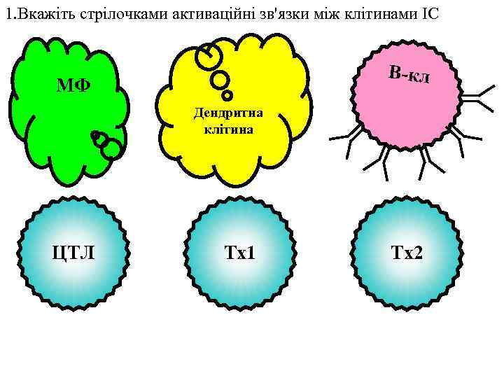 1. Вкажіть стрілочками активаційні зв'язки між клітинами ІС В-кл МФ Дендритна клітина ЦТЛ Тх1