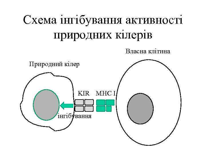 Схема інгібування активності природних кілерів Власна клітина Природний кілер KIR MHC I інгібування 