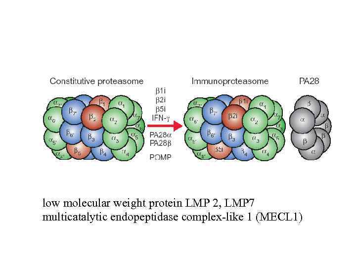 low molecular weight protein LMP 2, LMP 7 multicatalytic endopeptidase complex-like 1 (MECL 1)