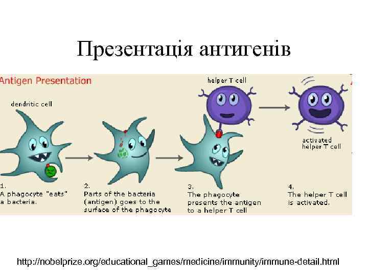Презентація антигенів http: //nobelprize. org/educational_games/medicine/immunity/immune-detail. html 