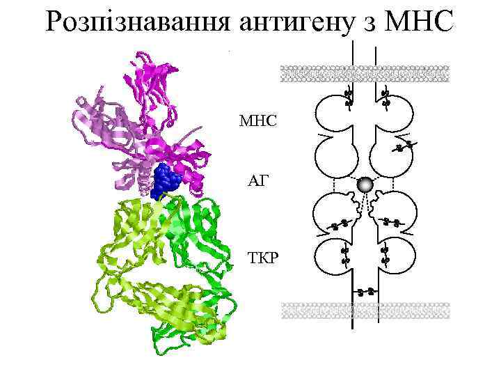 Розпізнавання антигену з МНС АГ ТКР 