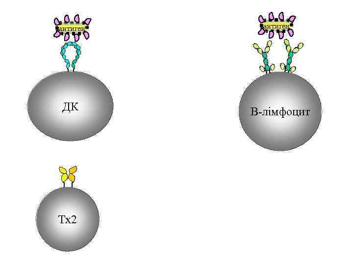 антиген ДК Tx 2 антиген В-лімфоцит 