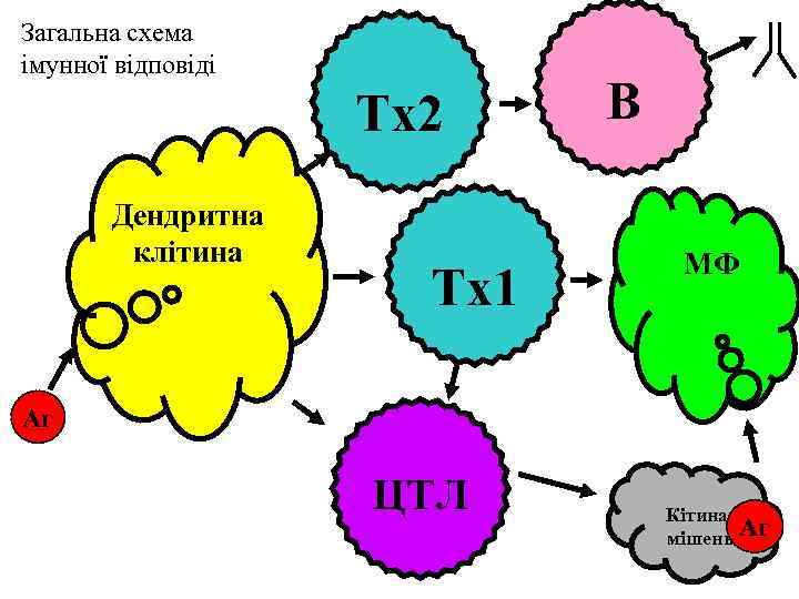Загальна схема імунної відповіді Тх2 Дендритна клітина Тх1 В МФ Аг ЦТЛ Кітинамішень Аг