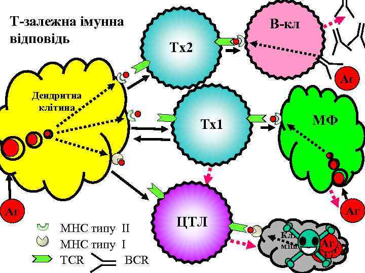 T-залежна імунна відповідь В-кл Тх2 Аг Дендритна клітина Тх1 Аг МНС типу ІІ МНС