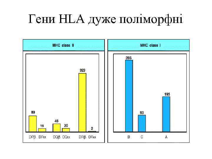 Гени HLA дуже поліморфні 