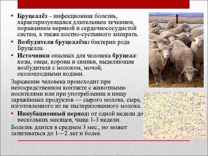  • Бруцеллёз – инфекционная болезнь, характеризующаяся длительным течением, поражением нервной и сердечнососудистой систем,