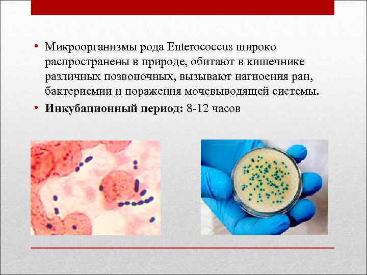  • Микроорганизмы рода Enterococcus широко распространены в природе, обитают в кишечнике различных позвоночных,