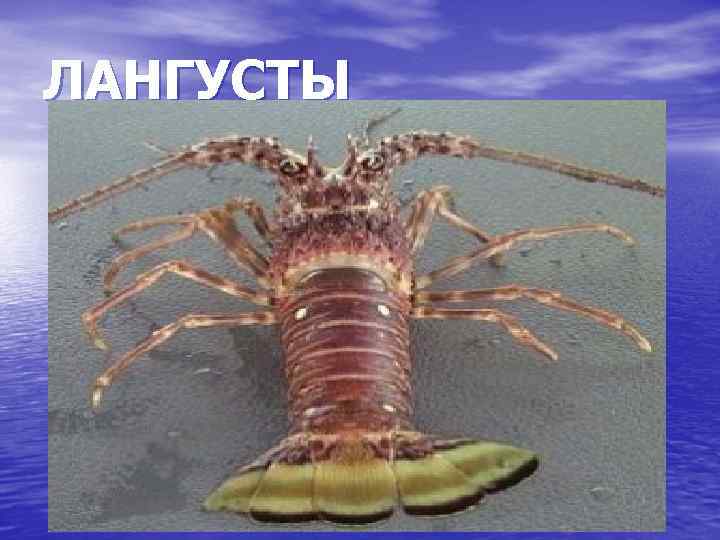 ЛАНГУСТЫ 