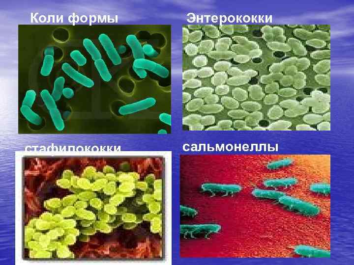 Коли формы Энтерококки стафилококки сальмонеллы 
