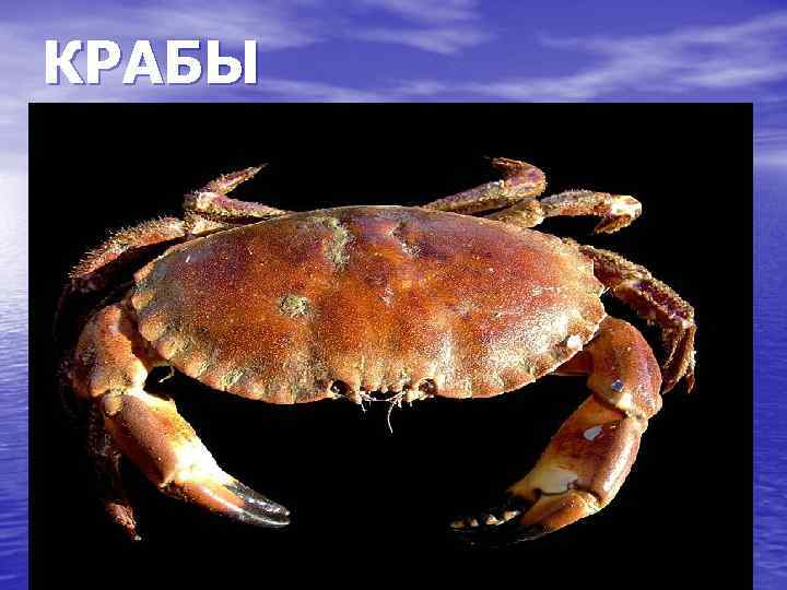 КРАБЫ 