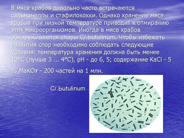 В мясе крабов довольно часто встречаются сальмонеллы и стафилококки. Однако хранение мяса крабов при