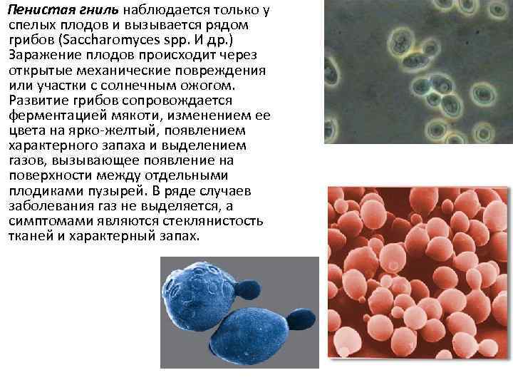Пенистая гниль наблюдается только у спелых плодов и вызывается рядом грибов (Saccharomyces spp. И