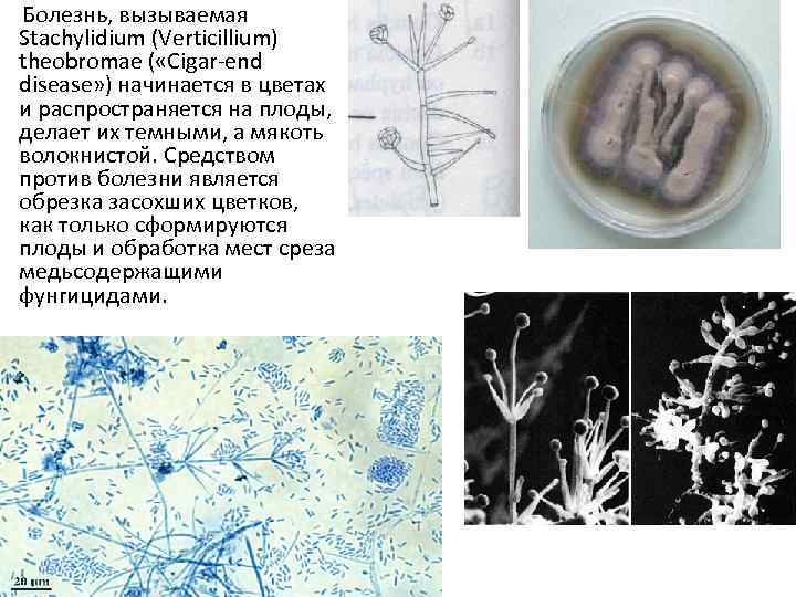  Болезнь, вызываемая Stachylidium (Verticillium) theobromae ( «Cigar end disease» ) начинается в цветах