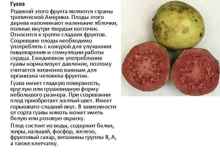 Гуава Родиной этого фрукта являются страны тропической Америки. Плоды этого дерева напоминают маленькие яблочки,