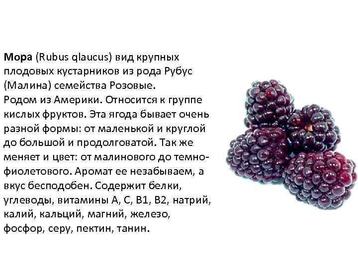 Мора (Rubus qlaucus) вид крупных плодовых кустарников из рода Рубус (Малина) семейства Розовые. Родом